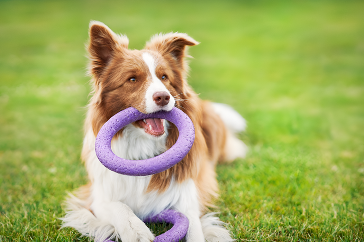 Choosing the Perfect Pet Toy for Endless Fun