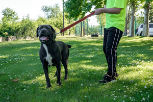 Leashes & Harnesses for Safe Adventures
