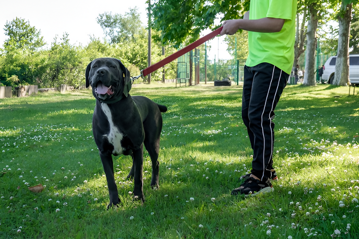 Leashes & Harnesses for Safe Adventures