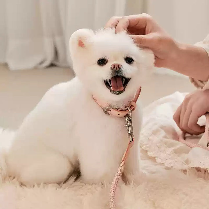 Leather Pet Collar And Handheld Rope Leash Set