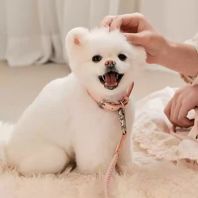 Leather Pet Collar And Handheld Rope Leash Set