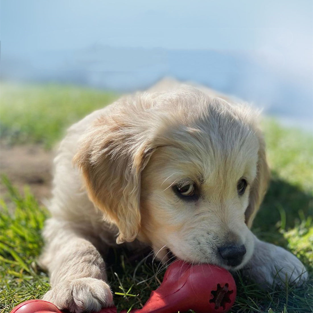 Bite Resistant Rubber Pet Chew Toy For Teeth Grinding