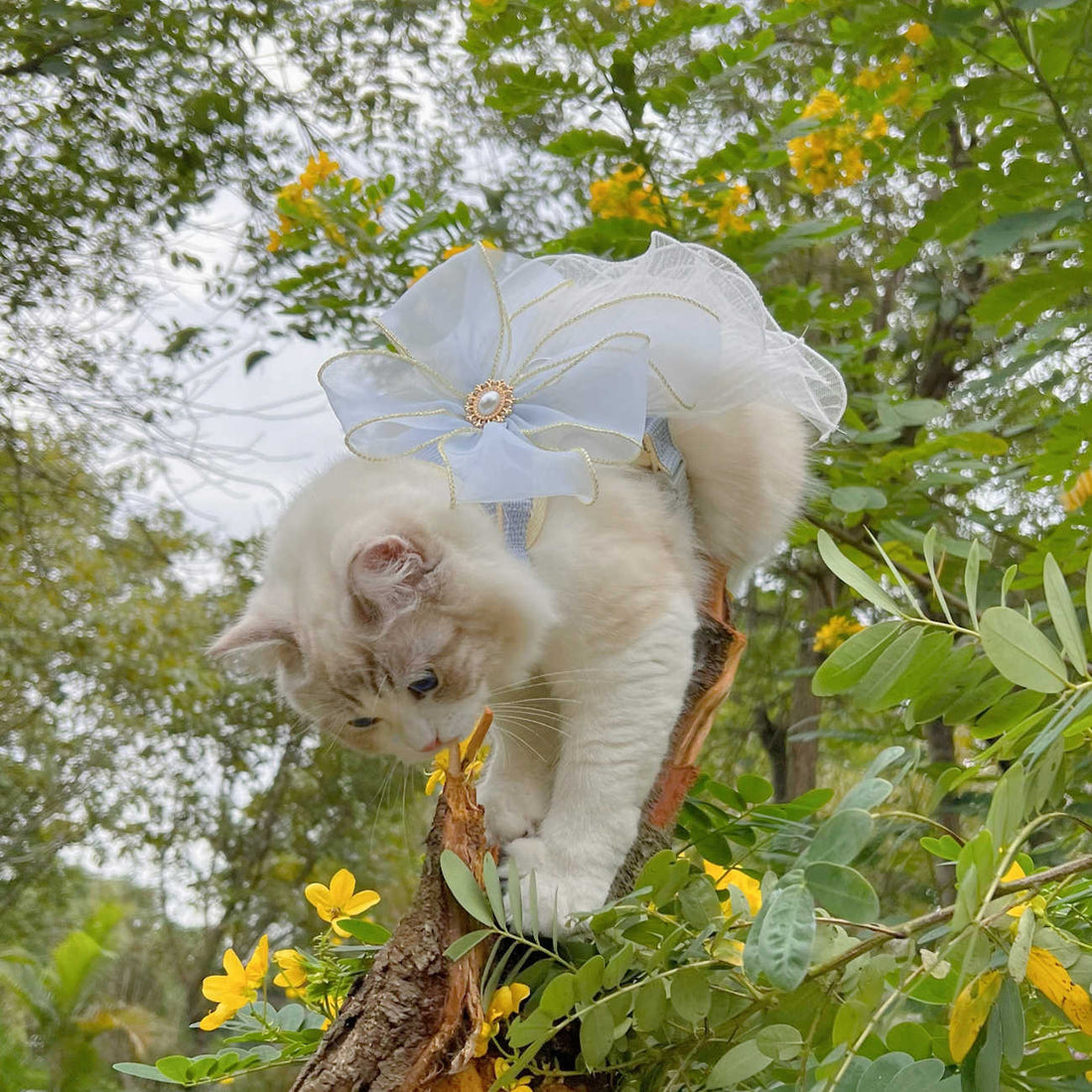 Durable Multi-Layer Yarn Pet Leash For Small Animals