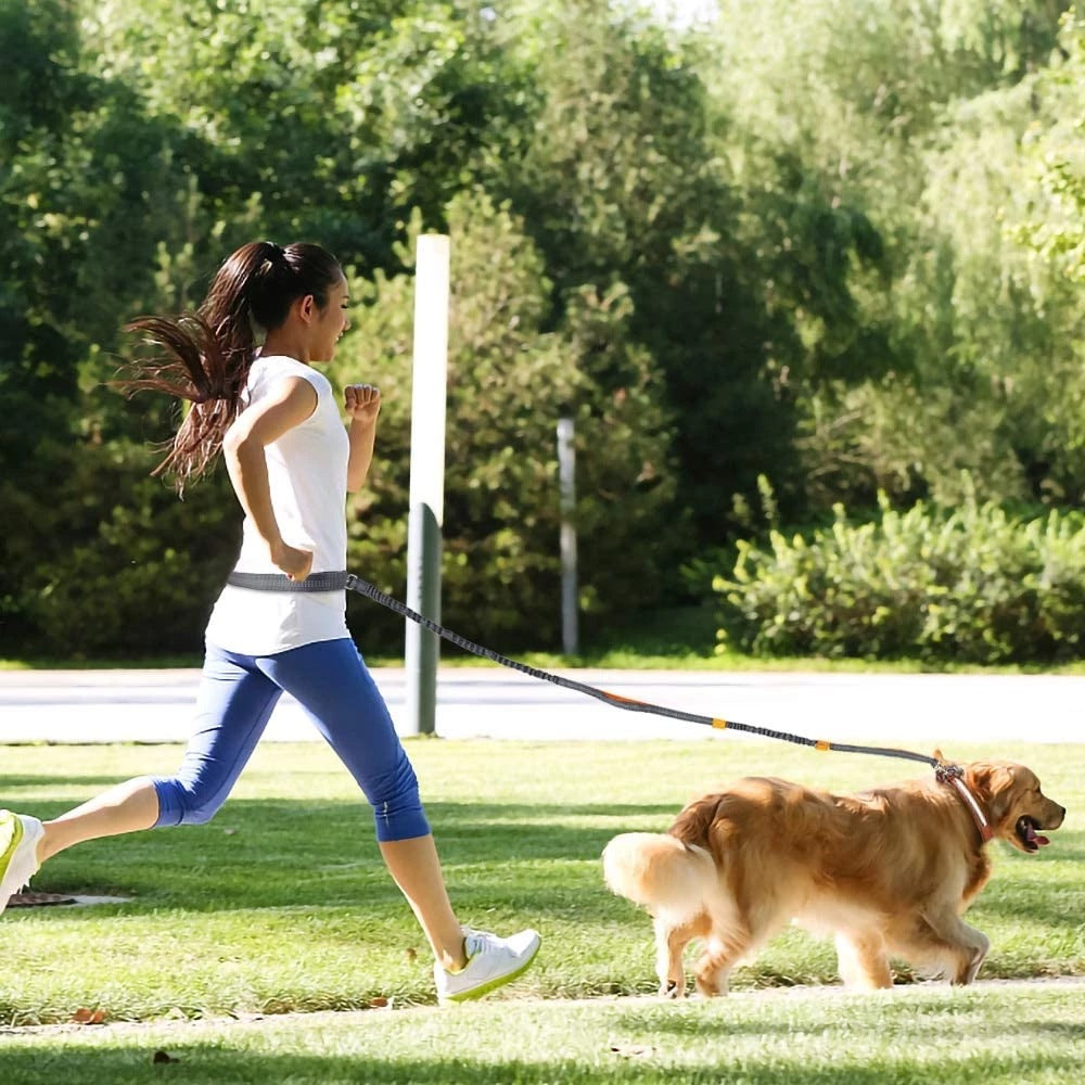 Adjustable Pet Harness And Leash Set For Jogging